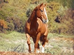 Passeggiata a cavallo